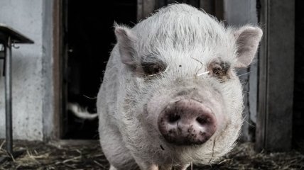 Генетики создали устойчивых к вирусам свиней  