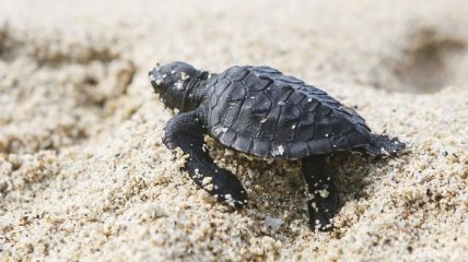 Ученые нашли предка современных черепах