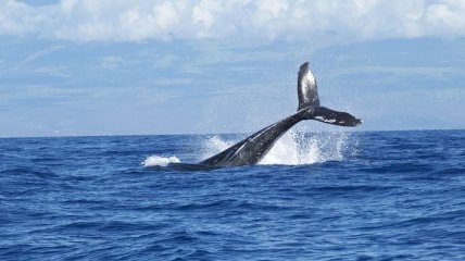 В гавани Уиклоу погиб острорылый кит
