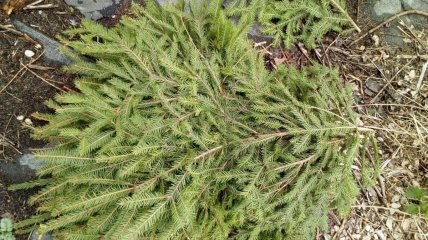 Еловые ветви — хорошее укрытие огорода на зиму