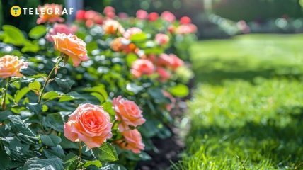 Сусідство деяких рослин може вбити троянди (зображення створено за допомогою ШІ)