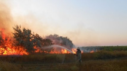 ГСЧС: Под Киевом горит 15 га леса 