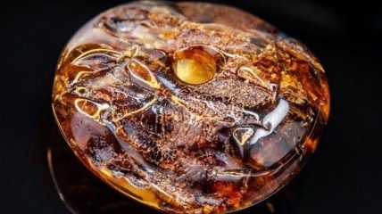Что таит в себе украинский янтарь: в камне найден новый вид насекомых