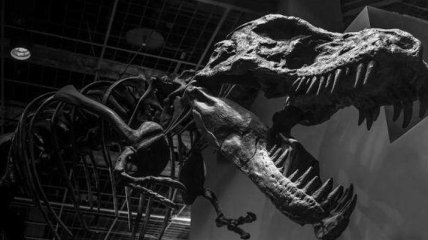 Ученые случайно обнаружили останки гигантского динозавра