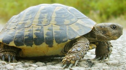 Умерла черепаха Копилка, из желудка которой извлекли 5 килограммов монет