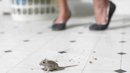 Мышам в доме не место