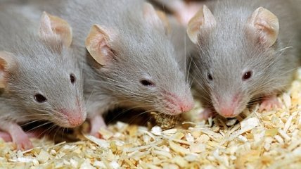 Ученые научились с помощью света управлять мозгом мышей