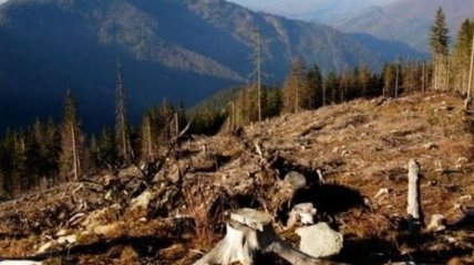 Рада планирует усилить охрану лесов в Карпатах