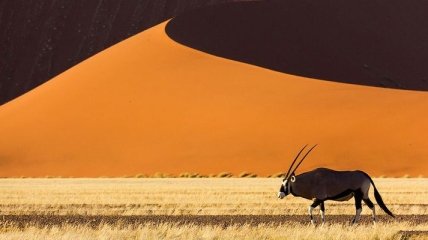 Пустыня Намиб: снимки Мертвой долины, которые не оставят равнодушным (Фото)