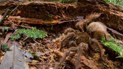 Ученый наткнулся на огромного паука размером с собаку