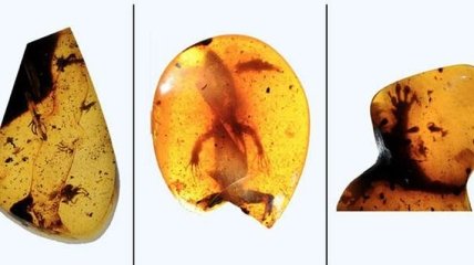 Ученые обнаружили янтарь с древнейшими ящерицами