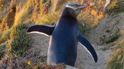 Новозеландские пингвины могут вымереть к 2060 году