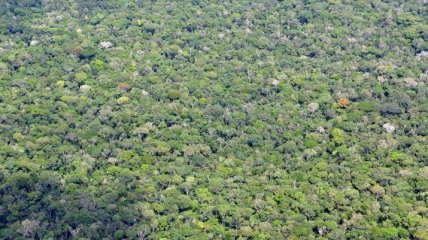 В бразильской части Амазонии более чем в два раза увеличилась вырубка лесов