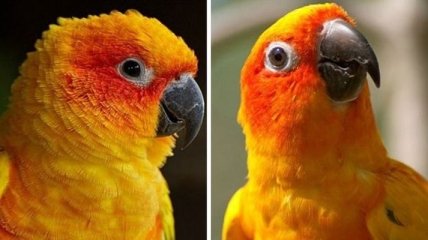 До и после: забавная реакция животных на похвалу