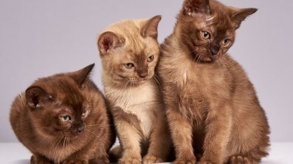 Всесвітній День котів: цікаві факти для справжніх любителів котів
