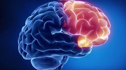 Ученые определили участок головного мозга, который вызывает кому
