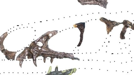 Японские археологи обнаружили останки последнего динозавра