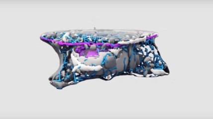 Исследователи показали как выглядит стволовая клетка в 3D