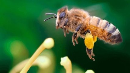 Среди пчел нашлись "правши" и "левши"