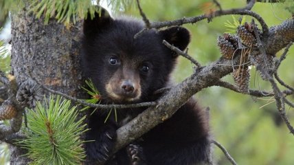 В Киевском зоопарке стартовал конкурс ''Дай имя медвежонку''