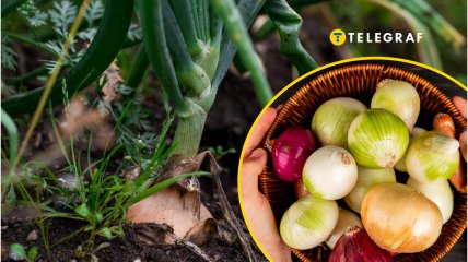 Чому у фермерів проблеми з цибулею