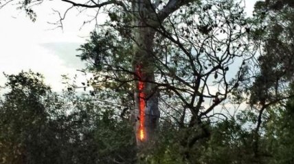 Очевидцы обнаружили горящее изнутри "дьявольское дерево" (Видео)