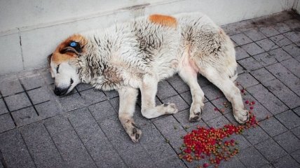 17 августа - Всемирный день бездомных животных