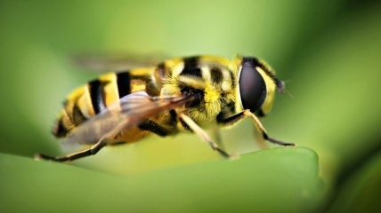 Пчелы помогут определить болезнь плодовых деревьев