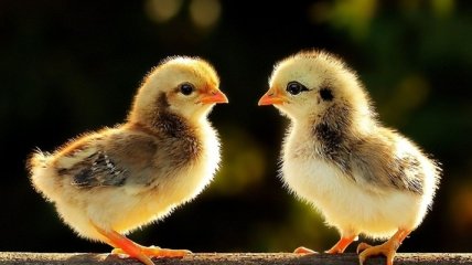 В Грузии из-за выброшенных на свалку яиц случилось нашествие цыплят (Видео)