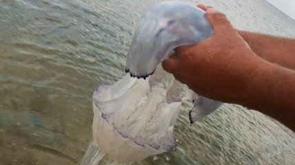Аномалия с медузами: В Азовском море массово вымерли медузы