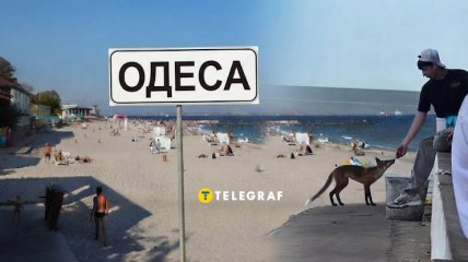 Не просто лис, а местная звезда