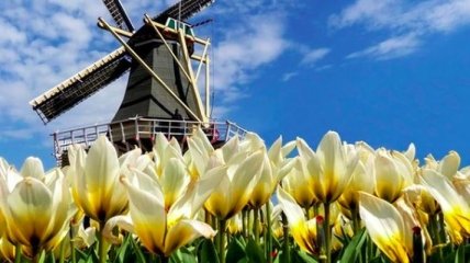 Знаменитые поля тюльпанов в Голландии закрыты на карантин, но там можно "погулять" онлайн (фото и видео)