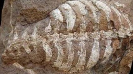 В Германии найдены останки древней рептилии