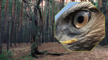 В лесах Киева можно найти редких хищных птиц