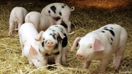 Ученые начинают выращивать свиней с человеческими органами