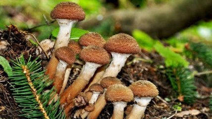В чем главная польза грибов?