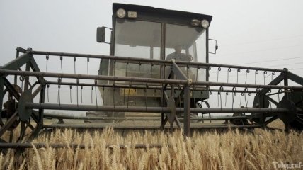 Румыния почти вдвое сократит экспорт пшеницы