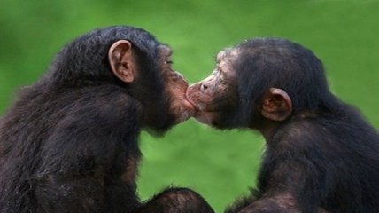 Сильный шимпанзе выбирает опытную самку