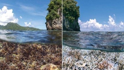 Коралловые рифы способны восстанавливаться после обесцвечивания