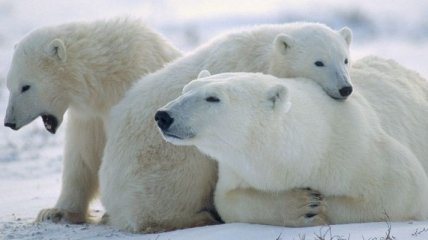 Белые медведи ставят новые рекорды подводного ныряния