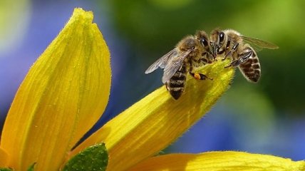 Укусила пчела: что делать, чтобы спастись от "яда"