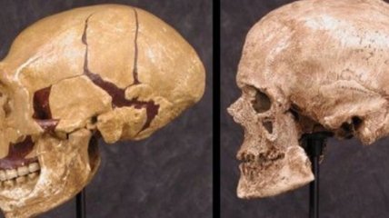 Антропологи воссоздали внешность кроманьонца по его черепу 