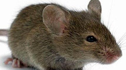 Ученые вернули зрение слепым мышам 