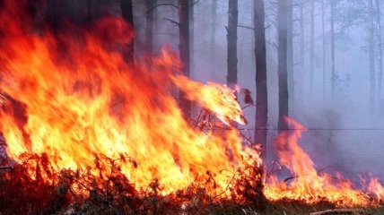 В Новой Зеландии сильные лесные пожары угрожают городу Крайстчерч