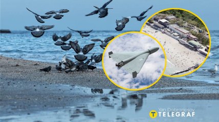 Птахи на морі в Одесі, "Ланжерон" та шахед