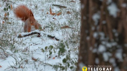 Погода в Киеве