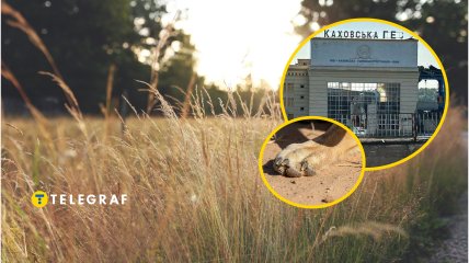 Українські степи населяє один хижак