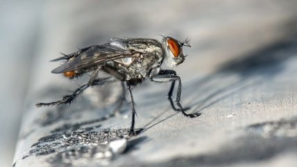 Ученые выяснили, что мухи способны ориентироваться по Солнцу