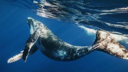 Уникальная находка: кит, которому 15 млн лет (Фото) 