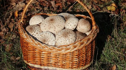 Зібрані на Вінниччині гриби у об'єктиві George Chernilevsky
